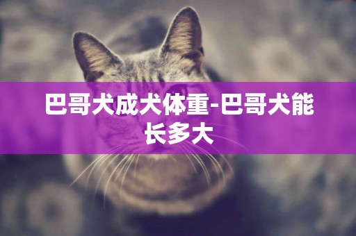 巴哥犬成犬體重-巴哥犬能長多大