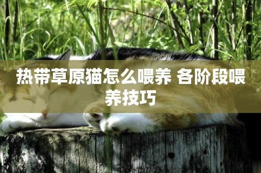 熱帶草原貓怎么喂養 各階段喂養技巧