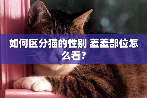 如何區分貓的性別 羞羞部位怎么看？