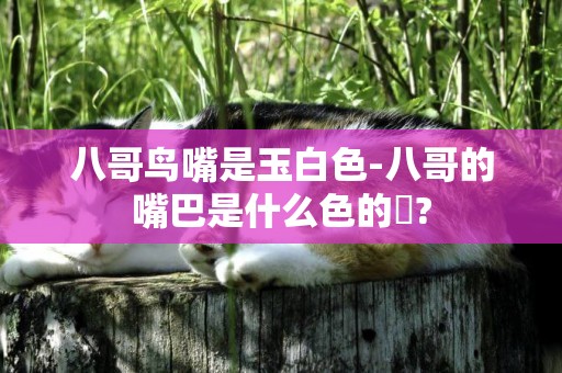 八哥鳥嘴是玉白色-八哥的嘴巴是什么色的??