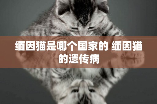 緬因貓是哪個國家的 緬因貓的遺傳病