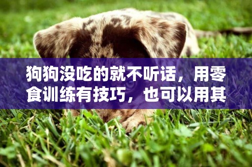 狗狗沒吃的就不聽話，用零食訓練有技巧，也可以用其他獎勵 