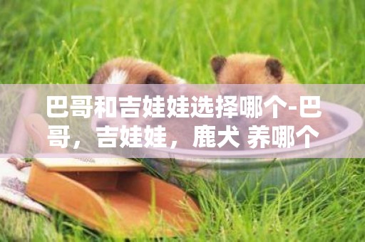 巴哥和吉娃娃選擇哪個-巴哥，吉娃娃，鹿犬 養哪個好