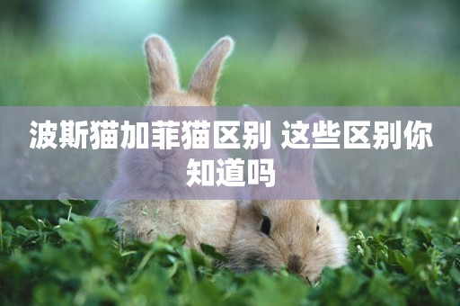 波斯貓加菲貓區別 這些區別你知道嗎