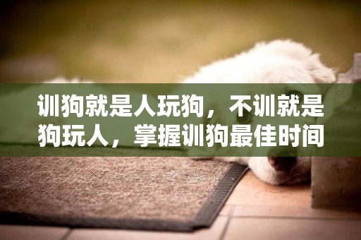 訓狗就是人玩狗，不訓就是狗玩人，掌握訓狗最佳時間，以免徒傷悲 