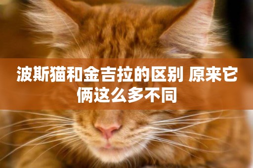 波斯貓和金吉拉的區別 原來它倆這么多不同