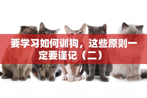 要學習如何訓狗，這些原則一定要謹記（二） 
