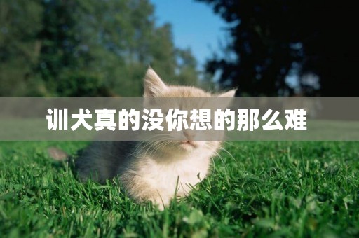 訓犬真的沒你想的那么難 