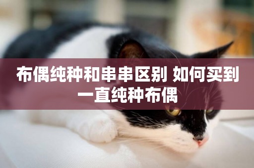 布偶純種和串串區別 如何買到一直純種布偶