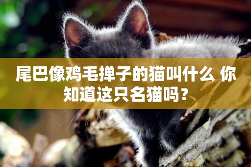 尾巴像雞毛撣子的貓叫什么 你知道這只名貓嗎？