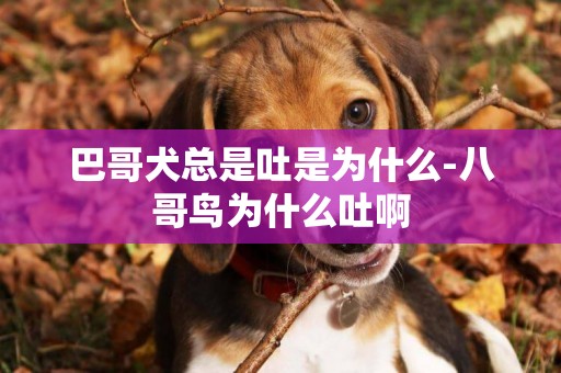 巴哥犬總是吐是為什么-八哥鳥為什么吐啊