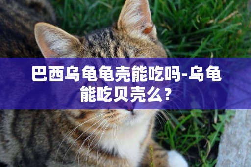 巴西烏龜龜殼能吃嗎-烏龜能吃貝殼么？