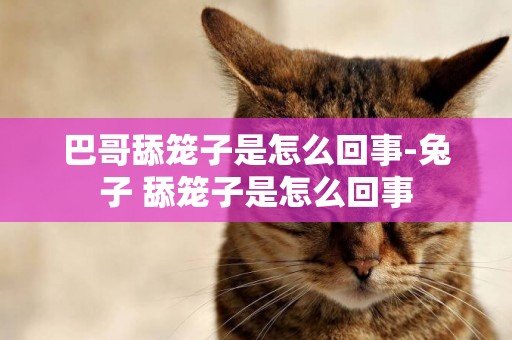 巴哥舔籠子是怎么回事-兔子 舔籠子是怎么回事
