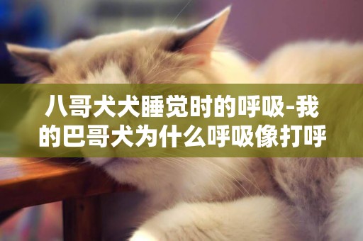 八哥犬犬睡覺時的呼吸-我的巴哥犬為什么呼吸像打呼嚕一樣？