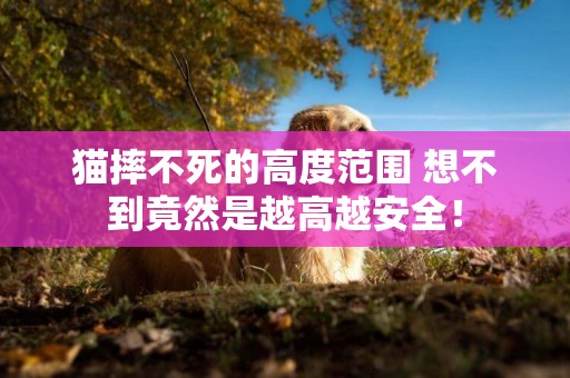 貓摔不死的高度范圍 想不到竟然是越高越安全！