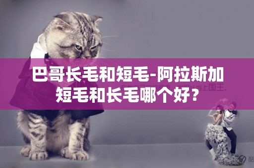 巴哥長毛和短毛-阿拉斯加短毛和長毛哪個好？