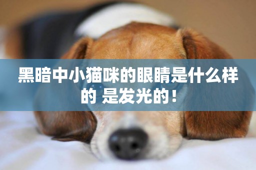 黑暗中小貓咪的眼睛是什么樣的 是發光的！
