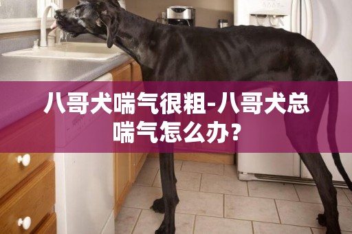八哥犬喘氣很粗-八哥犬總喘氣怎么辦？