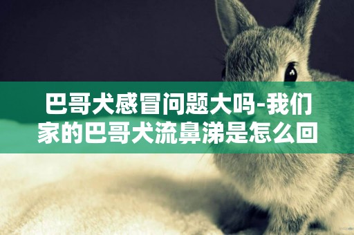 巴哥犬感冒問題大嗎-我們家的巴哥犬流鼻涕是怎么回事