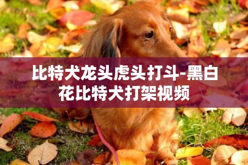 比特犬龍頭虎頭打斗-黑白花比特犬打架視頻