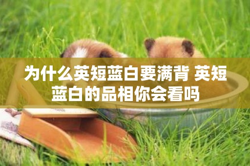 為什么英短藍白要滿背 英短藍白的品相你會看嗎
