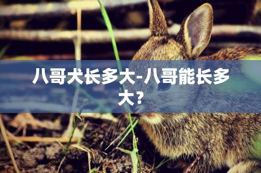 八哥犬長多大-八哥能長多大？