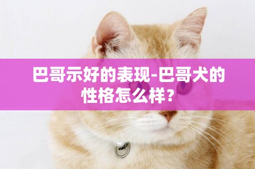 巴哥示好的表現-巴哥犬的性格怎么樣？