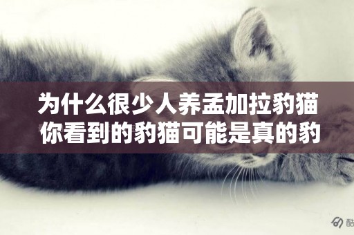 為什么很少人養孟加拉豹貓 你看到的豹貓可能是真的豹貓！