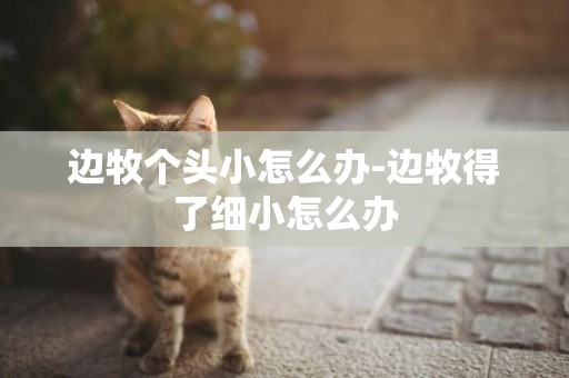 邊牧個頭小怎么辦-邊牧得了細小怎么辦