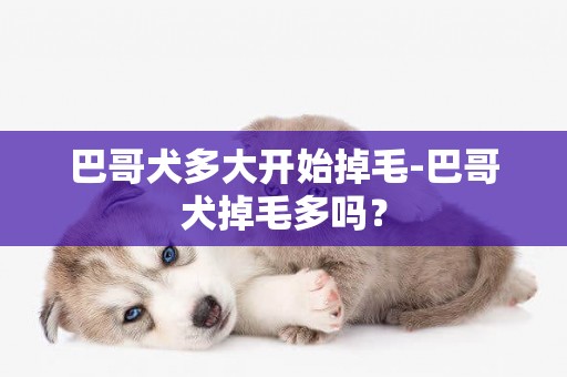 巴哥犬多大開始掉毛-巴哥犬掉毛多嗎？