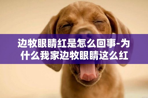 邊牧眼睛紅是怎么回事-為什么我家邊牧眼睛這么紅