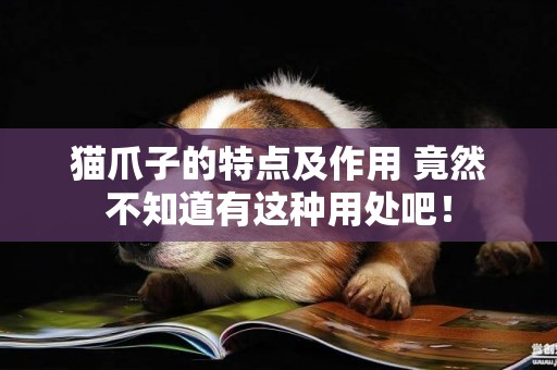 貓爪子的特點及作用 竟然不知道有這種用處吧！