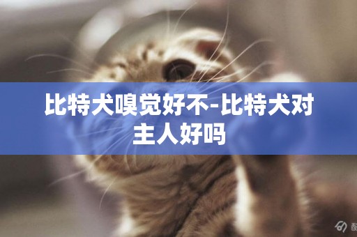 比特犬嗅覺好不-比特犬對主人好嗎
