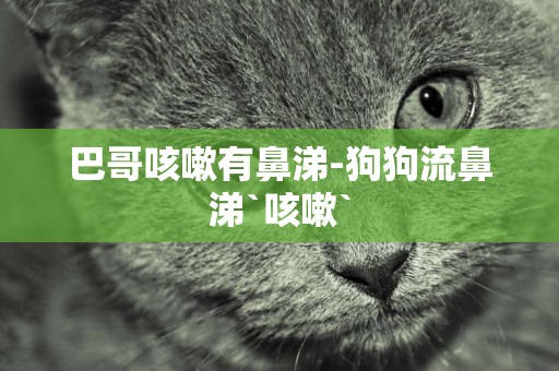 巴哥咳嗽有鼻涕-狗狗流鼻涕`咳嗽`