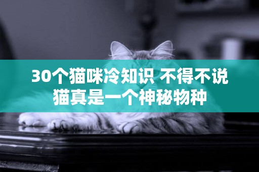 30個貓咪冷知識 不得不說貓真是一個神秘物種
