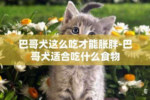 巴哥犬這么吃才能脹胖-巴哥犬適合吃什么食物