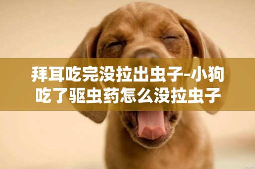 拜耳吃完沒拉出蟲子-小狗吃了驅蟲藥怎么沒拉蟲子