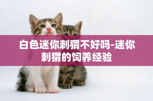 白色迷你刺猬不好嗎-迷你刺猬的飼養經驗