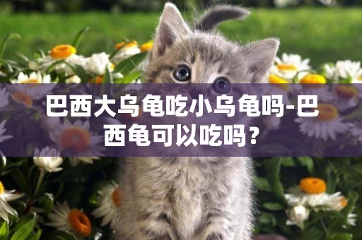 巴西大烏龜吃小烏龜嗎-巴西龜可以吃嗎？