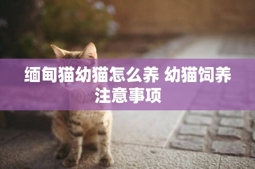緬甸貓幼貓怎么養 幼貓飼養注意事項