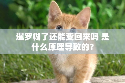 暹羅糊了還能變回來嗎 是什么原理導致的? 暹羅糊了還能變回來嗎 是什么原理導致的?