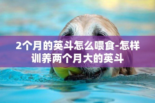 2個月的英斗怎么喂食-怎樣訓養兩個月大的英斗