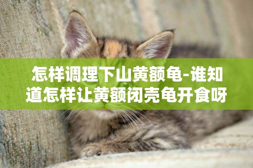 怎樣調理下山黃額龜-誰知道怎樣讓黃額閉殼龜開食呀？