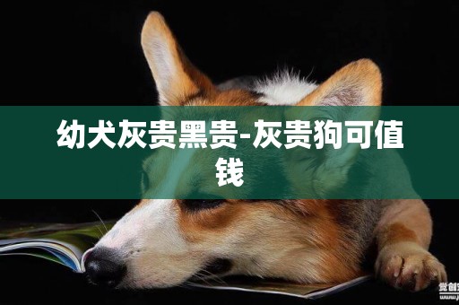 幼犬灰貴黑貴-灰貴狗可值錢