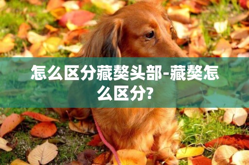 怎么區分藏獒頭部-藏獒怎么區分?