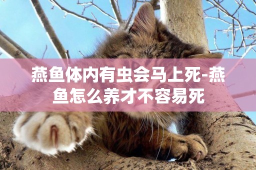 燕魚體內有蟲會馬上死-燕魚怎么養才不容易死