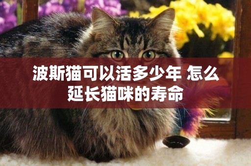 波斯貓可以活多少年 怎么延長貓咪的壽命