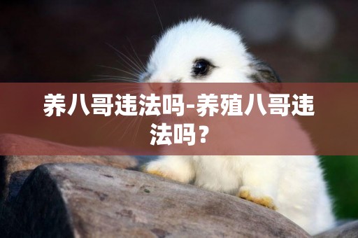 養八哥違法嗎-養殖八哥違法嗎？