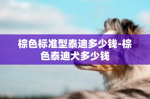 棕色標準型泰迪多少錢-棕色泰迪犬多少錢