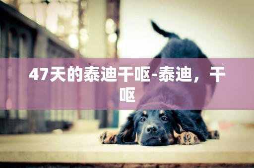 47天的泰迪干嘔-泰迪，干嘔